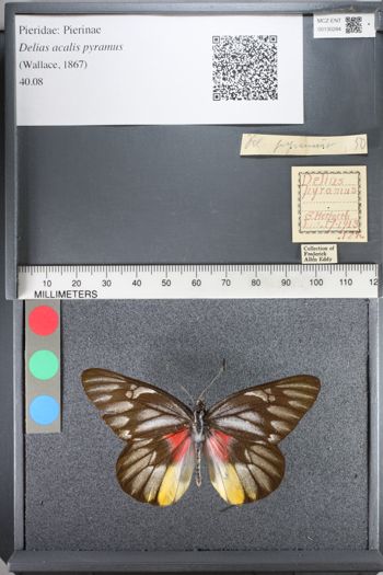 Media type: image;   Entomology 130284